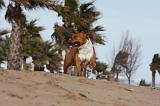 AMSTAFF ADULT 230